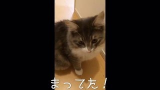 《甘えんぼ猫 ラズリ》突然甘えたくなっちゃった猫 -ノルウェージャンフォレストキャット-