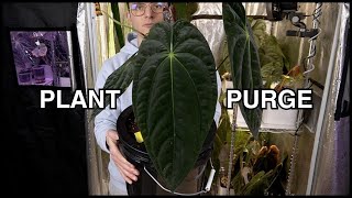 Plants I'm Purging