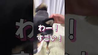 柴犬の換毛期の脅威！【豆柴】#Shorts