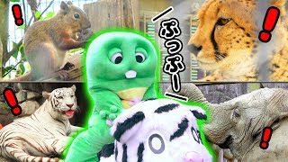 【重大発表アリ！】どうぶつえんにあそびにいったよ。〜東武動物公園 Tobu Animal Park〜【ぞうさん】【フラミンゴ】【ホワイトタイガー】