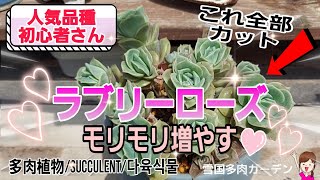 みんな大好きラブリーローズをモリモリ増やす❕　/初心者にオススメ品種　＃Succlent　＃多肉植物　＃人気品種