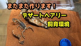 【デザートヘアリースコーピオン】追加した３匹の飼育環境を作りました！【ぴぴんap】