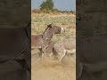 donkey full enjoy youtubeshorts animaljoke shortsvideo