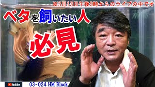 必見今夜のライブオークション出品のベタ撮影中 ♬【2021年4月11日】ベタの何でも相談室別館