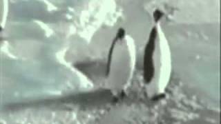 Penguin Slap