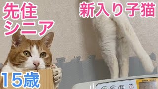 4姉妹子猫に刺激されて若返ってきたシニア15歳猫