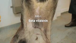 1. Sota vildsvin