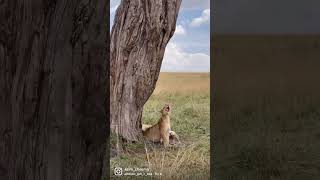 Shooting Lions Headshots - Masai Mara Kenya | Asim Cheema