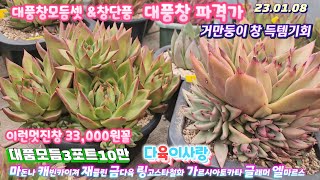 다육이사랑4탄/대품창모듬셋/파격가/한개값에 /단품창/마돈나.캐빈카이져.재클린.스텔라.금다육.링고스타철화.