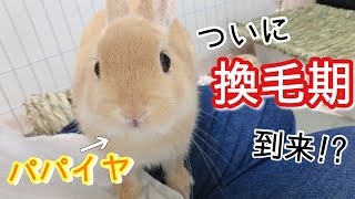 うさぎの換毛期到来！？初めてのパパイヤでうっ滞 毛球症対策じゃー！