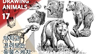 동물 드로잉 연습 - 곰 그리기 How I draw Bear - Drawing Animals