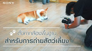 ตั้งค่ากล้องพื้นฐาน ถ่ายภาพสัตว์เลี้ยง