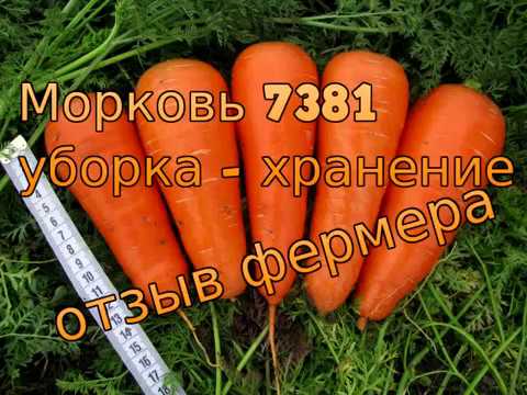 Где Купить Семена Моркови Для Фермерского Хозяйства