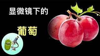 1000倍显微镜下的葡萄【天蓬的微观世界】