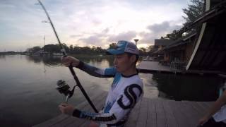 Bungsamran Fishingpark  Mekong catfish 2015.5.16