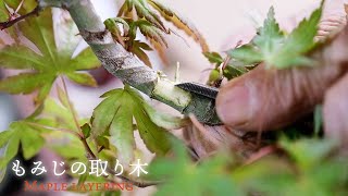 [Maple Layering] Let's increase the number of mini bonsai to three [Bonsai Q]