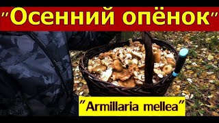 ПОЛНАЯ корзина ОСЕННИХ ОПЯТ \