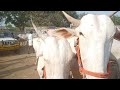 super big size khilari bull s indian farming bull s market in 2022