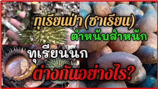 ทุเรียนป่าทุเรียนนกต่างกันแบบไหนอย่างไร???