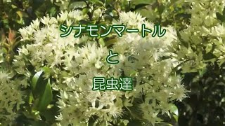 １分動画「シナモンマートルの花」