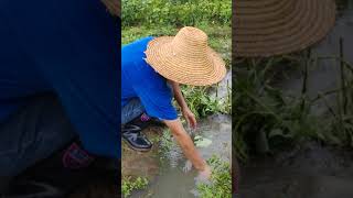 农村水沟设置捕鱼机关的收获 Harvesting by setting up fishing trap in rural gullies #fishing #fishtrip #fishingtrap