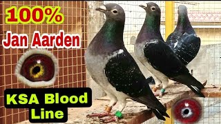 100% Jan Aarden Pigeon Original Machiel Bujik | KSA Blood Line Jan Aarden Pigeon