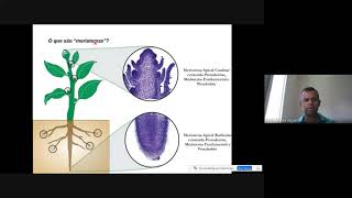 Meristemas e Desenvolvimento da Planta