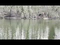 musica relajante 528 hz música relax del lago de los cisnes