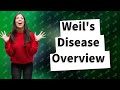 What is the Weil's disease?