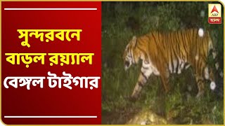 সুন্দরবনে বাড়ল রয়্যাল বেঙ্গল টাইগার, বাঘসুমারিতে বাড়ল আরও ৮টি বাঘ, জানালেন বনমন্ত্রী