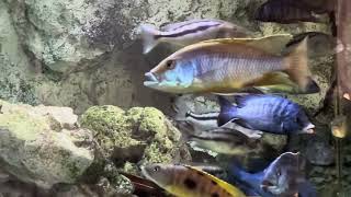 Mylochromis epichorialis Maennchen in Balzstimmung und sehr aufgeregt