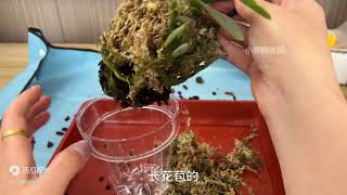 蝴蝶兰换盆好还是不换盆好？到底要不要换盆？