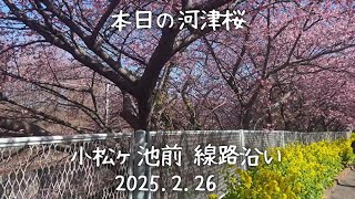 2025年2月26日　河津桜（三浦海岸桜まつり）