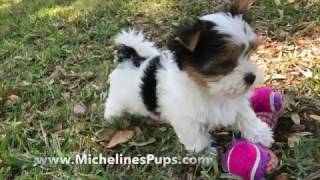 Gorgeous Tiny Biewer or Parti Yorkies - Micheline's Pups