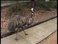 emu facts