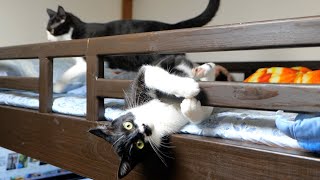 遊びに飢えているあずきとさくら【仲良し子猫姉妹の成長記録】