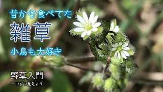 よく見る道端の野草｜畑雑草の代表｜ハコベ｜春の七草の一つ　食べられる｜4月下旬