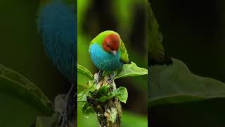 #Ave Bird#Nature garden#Amazing bird singing#bird sound