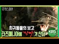 희귀 동물의 보고, 타즈매니아에 ‘악마’가 산다. [환경스페셜-주머니가 키운 생명-유대 동물의 땅, 타즈매니아] / KBS 20061220 방송