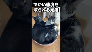 でかい態度を取られる兄猫 #cat #子ネコ #猫のいる暮らし