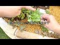 【多肉植物】新しく花壇を作るよ！ 仕上げと新オブジェ 【succulent】