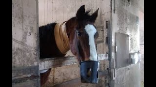 回復手術を乗り越え元気に過ごすメイショウドトウ