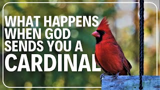 What Happens When God Sends You a Cardinal?