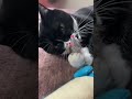 おててでねずみのおもちゃ遊び😸tuxedo catハチワレ猫ざきお