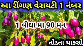 રીંગણતોડતાથાકસો|1વીઘામા90મન||Ringan बैंगन की खेती#9909887736