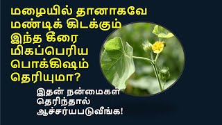 இந்த கீரையை சாதாரணமாக நினைக்க வேண்டாம் . மிகப்பெரிய மருத்துவ பொக்கிஷம்  |thuththi keerai