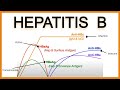 Hepatitis B Serology/Interpretation