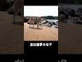 柴犬にとって海は恐怖の場所なのか？