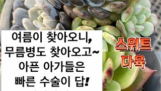 무름병이 속출하기 시작하는 여름🤬🤬 수술이 필요해#다육식물키우기#다육식물#다육이#스위트다육#다육이분갈이#succulents