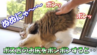 お尻をポンポンすると声を震わせて気持ちよがる巨猫のボス吉